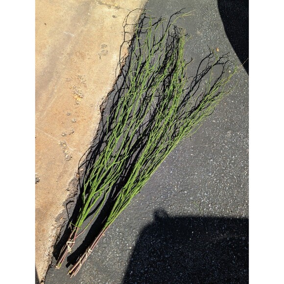 47in Green Coated Reeds Bundle x10 Branches - Picture 3 of 8